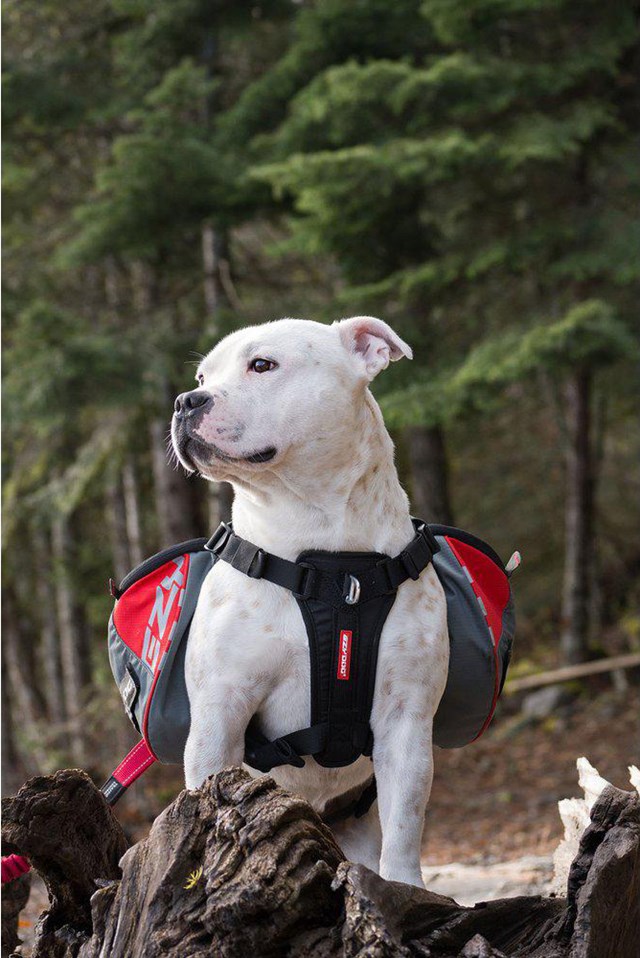 Summit Backpack - HUNDEKLØV