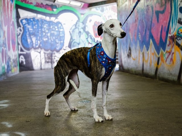 Hero Star - Hundesele