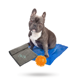 Sommerkit For Små Hunder