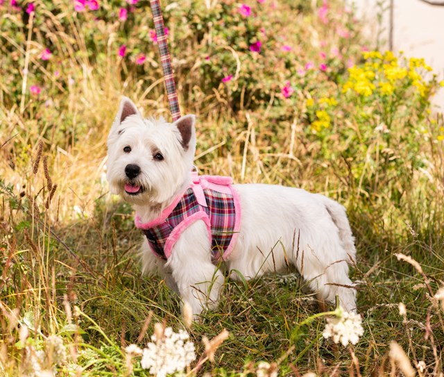 LUXURY FUR LINED PINK TARTAN - harness