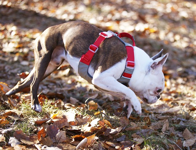 Safe-Walk Comfort Harness - Rød