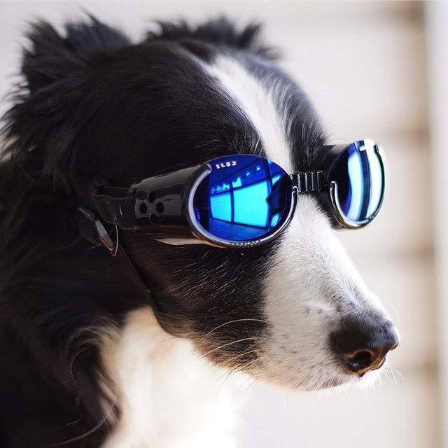 Hundebriller ILS - Shiny Black / Blue Lens