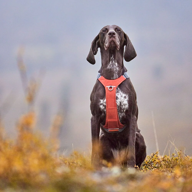 Hurtta Rover Hundesele - Cinnamon