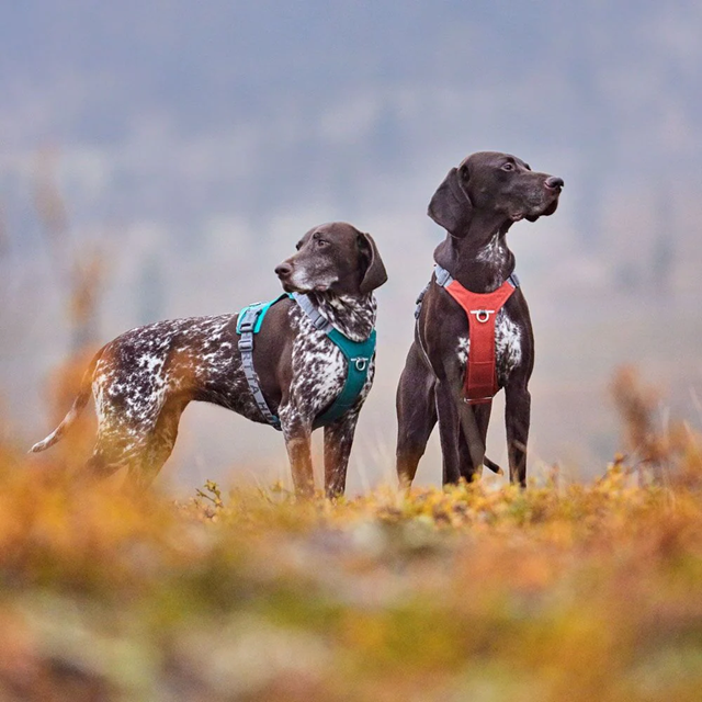 Hurtta Rover Hundesele - Cinnamon