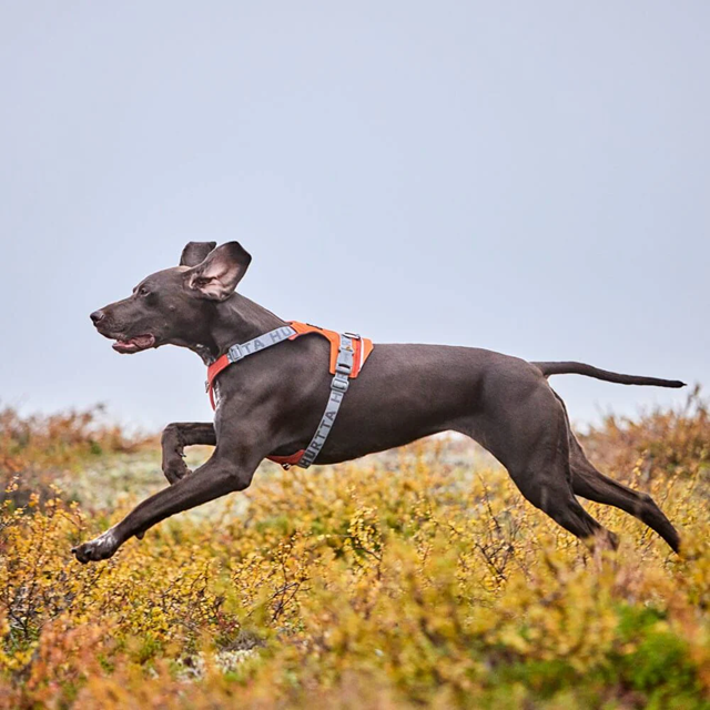 Hurtta Rover Hundesele - Cinnamon