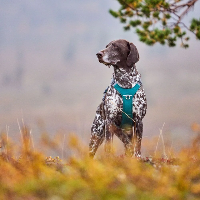 Hurtta Rover Hundesele - Peacock
