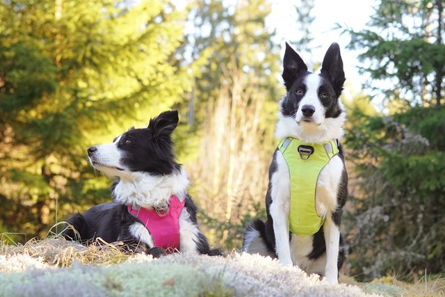 Safe-Walk Pro™ - Lysegrønn Hundesele