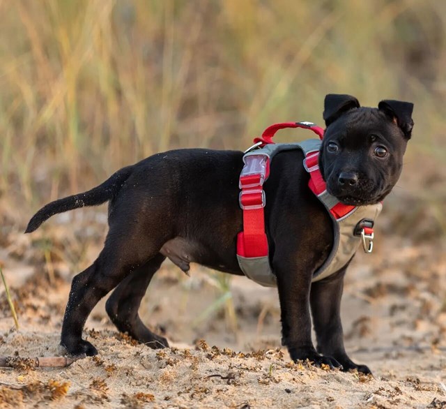 Safe-Walk Comfort Harness - Rød