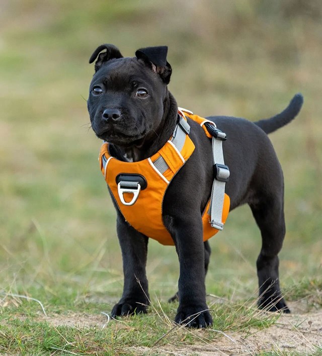 Safe-Walk Pro™ - Oransje Hundesele
