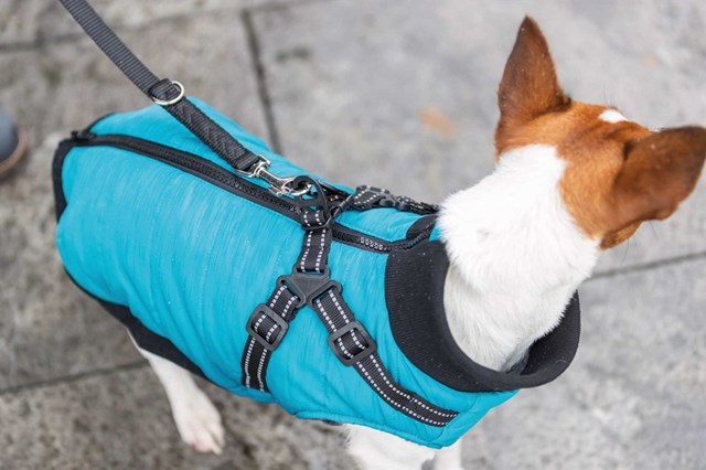 Pontis Dog Coat with integrated harness - Aqua