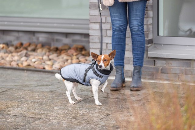 Pontis Dog Coat with integrated harness - Grey