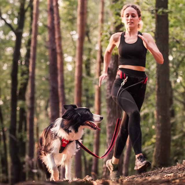 K9 Speed Belt - RØD