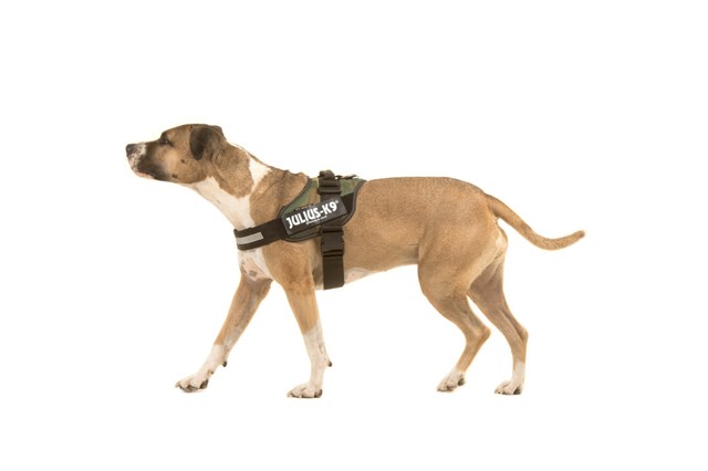 K9 IDC Hundesele Camo