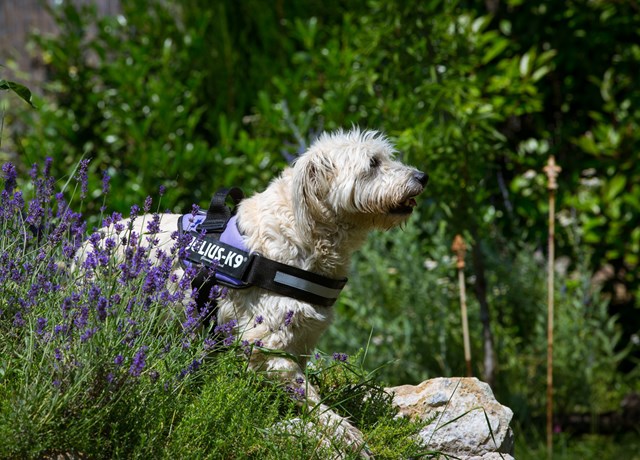 K9 IDC Hundesele Lila