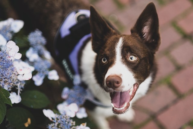 K9 IDC Hundesele Lila