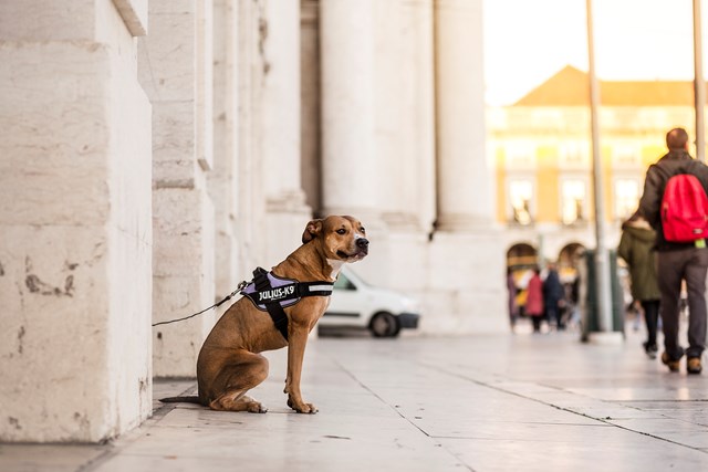 K9 IDC Hundesele Lila