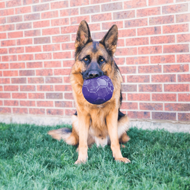 Kong FlexBall - Myk Hundefotball