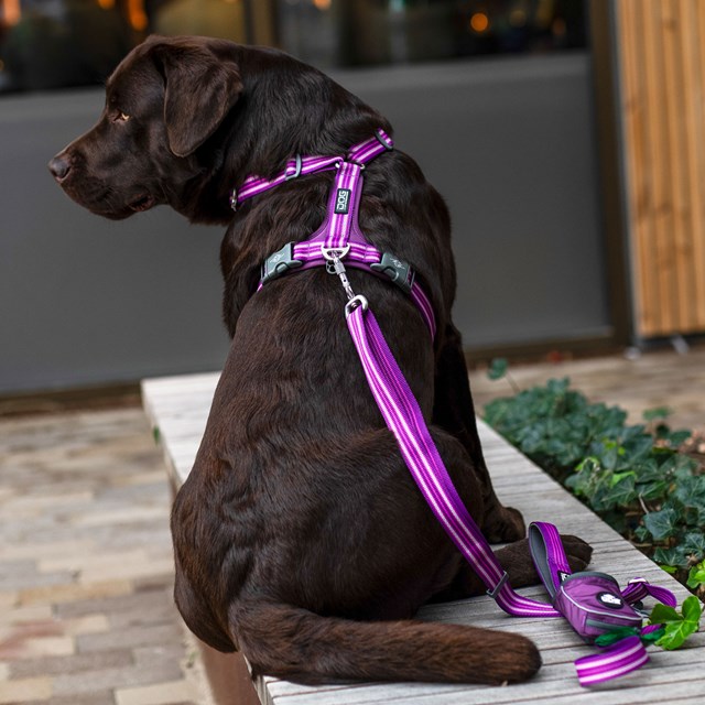 Comfort Walk Air 3.0 Harness Wild Rose