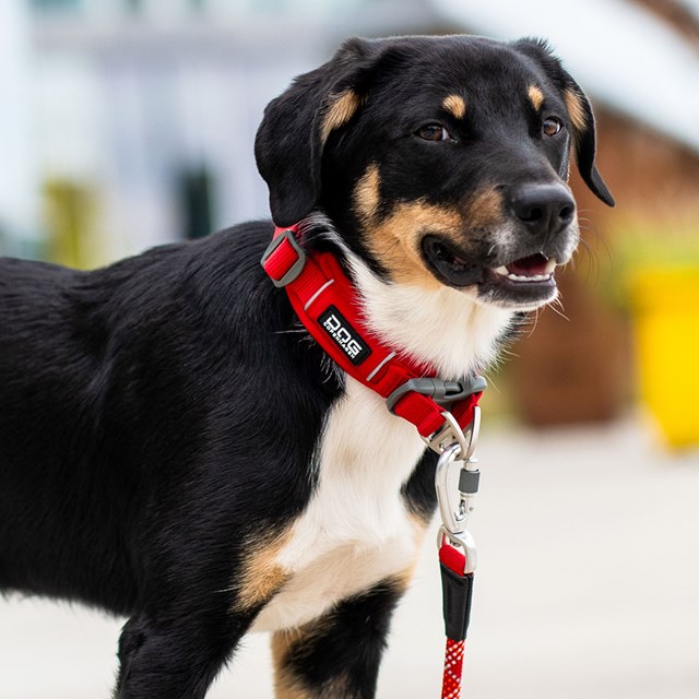 Urban Explorer 3.0 Collar Black