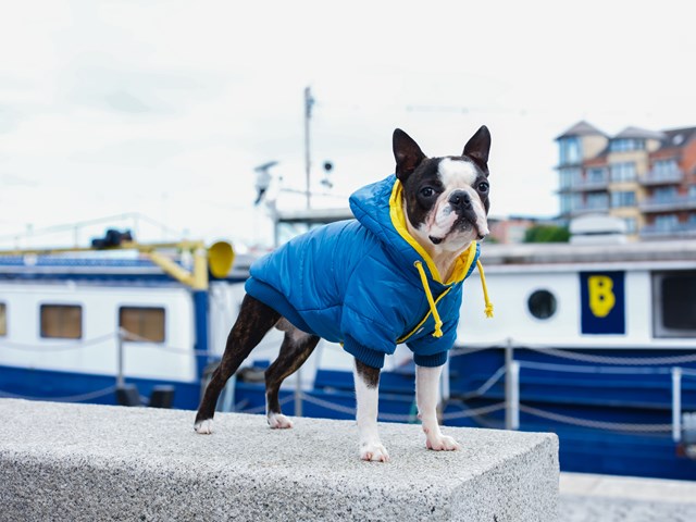 Pathfinder Insulated Panel - Blå Hundejakke