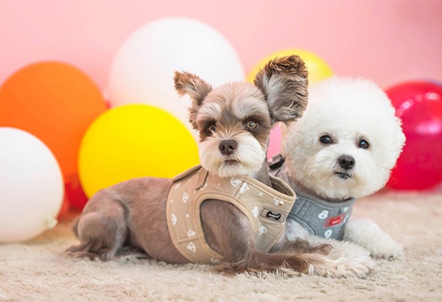 ERNEST Beige - Jacket Hundesele