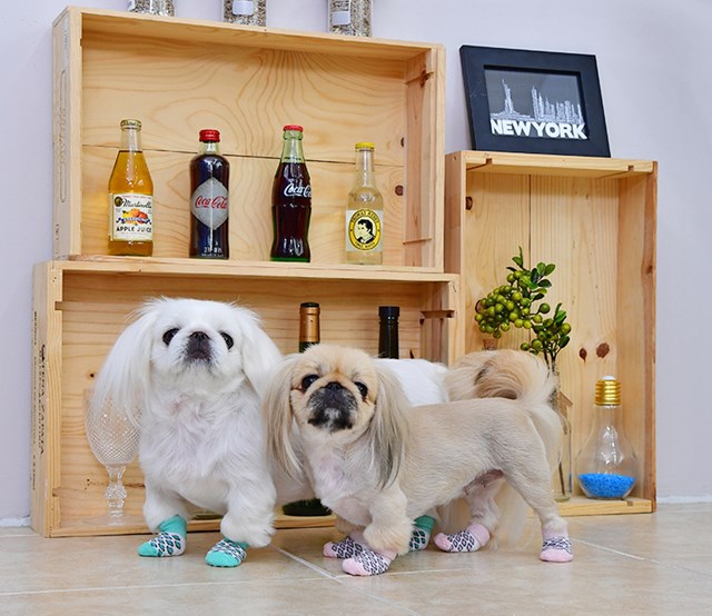Leone Mint - Hundesokker