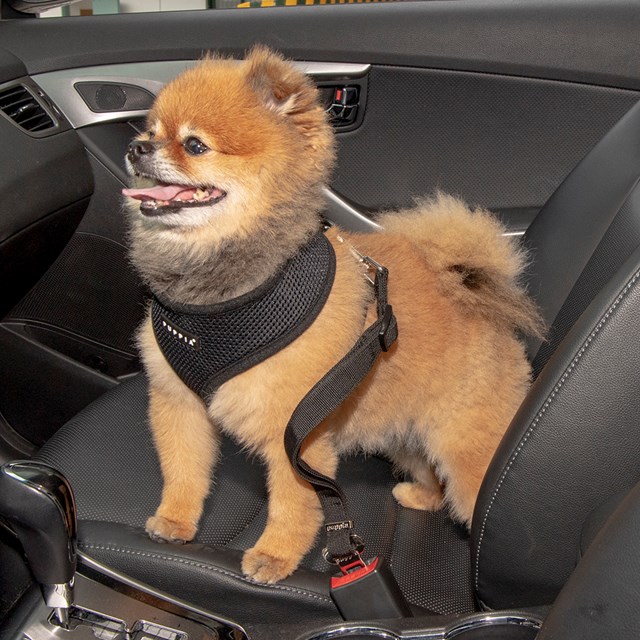 Simple Dog Black - Kobling til Bilbelteholder