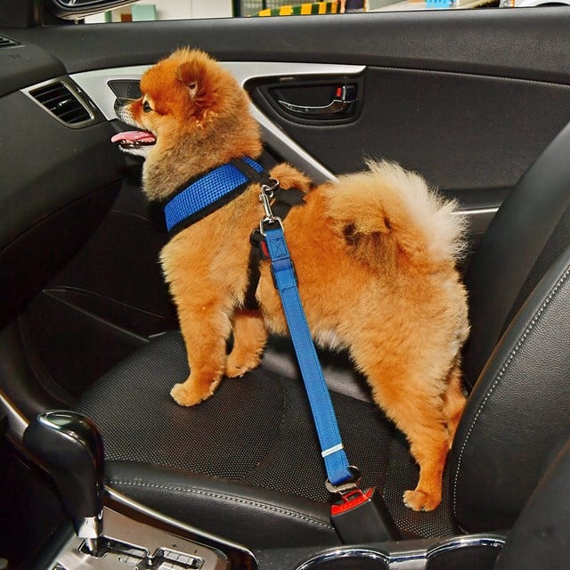 Simple Dog Royal Blue  - Kobling til Bilbelteholder