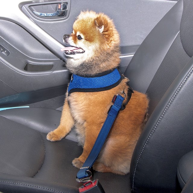Simple Dog Royal Blue  - Kobling til Bilbelteholder