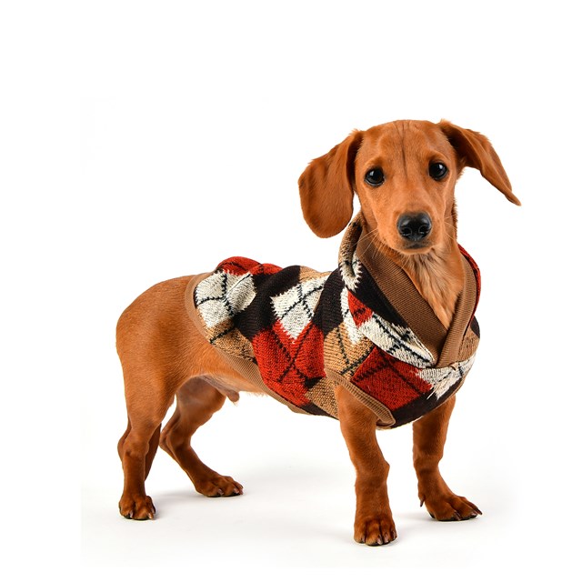 Jolly Beige - Strikket Hundegenser med Lue - Large