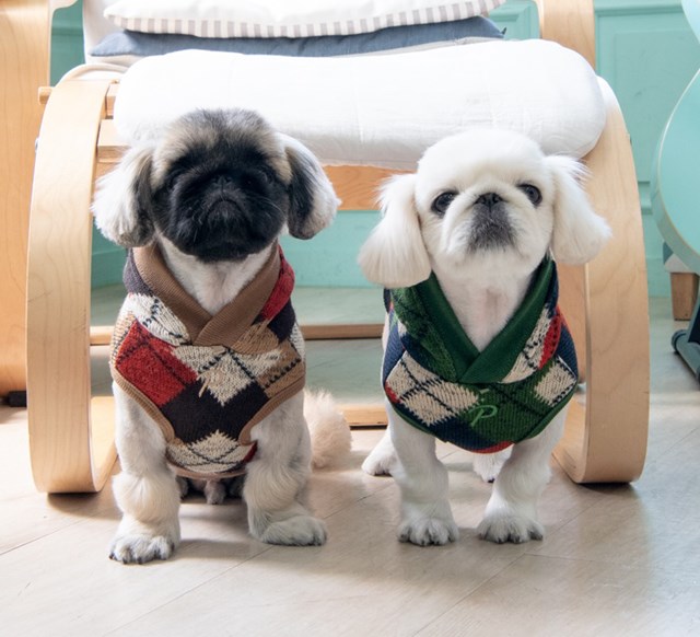 Jolly Beige - Strikket Hundegenser med Lue - Large