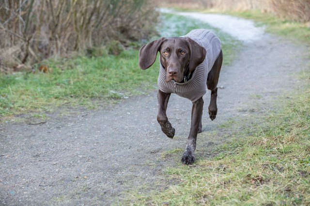 Kenton Dog Pullover Black