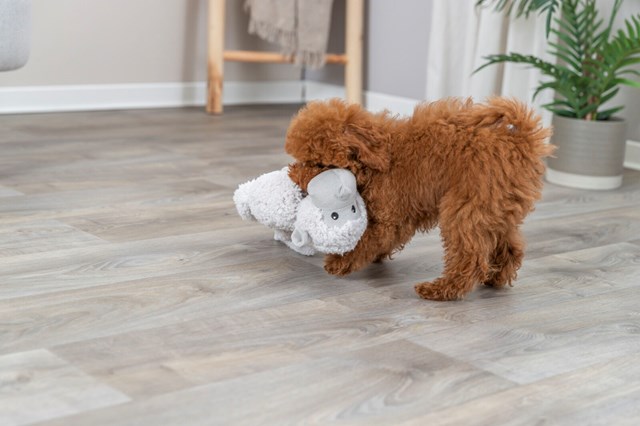 Monkey with squeaker