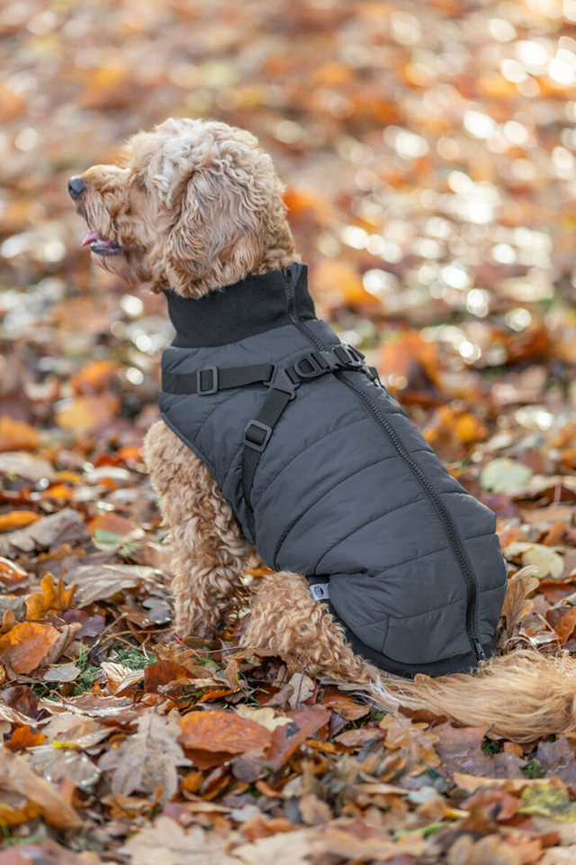 Pontis Hundedekke med integrert sele – Blå