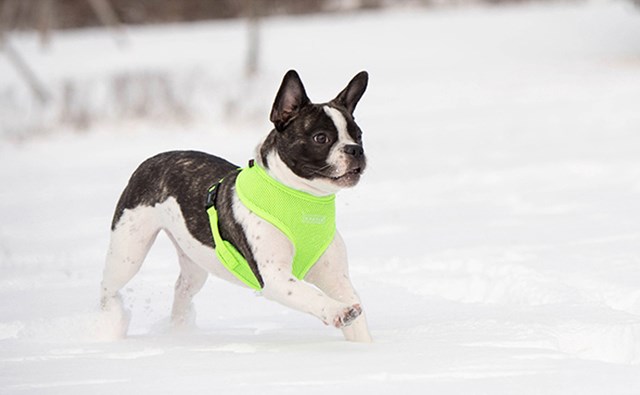 NEON SOFT Green - Hundesele - Large