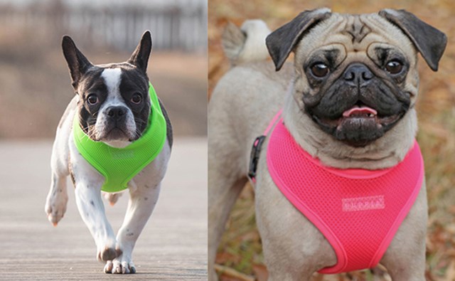 NEON SOFT Green - Hundesele - Large