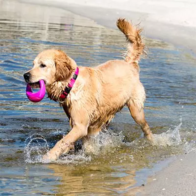 Rogz Pop-upz Rosa - Flytende hundeleke