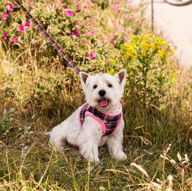 LUXURY FUR LINED PINK TARTAN - harness