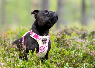 Safe-walk Comfort 2 Harness Limited Ed