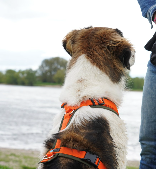 Anny-X Fun Hundesele Olive/Orange