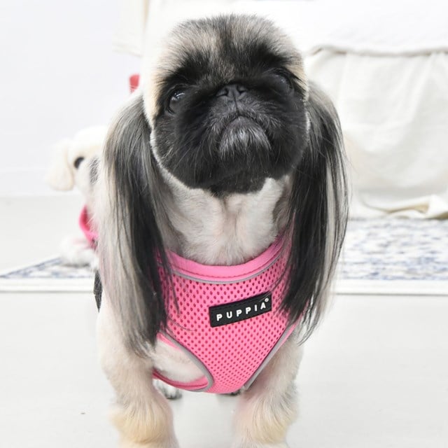 SOFT Harness A PRO Pink - Hundesele - Medium