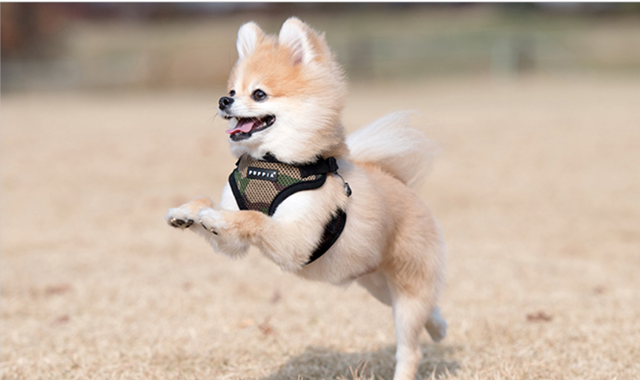 SOFT Camo - Step-in Hundesele