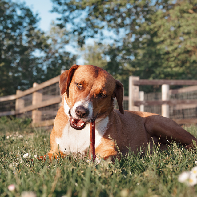 Tørket oksemuskel 12 cm