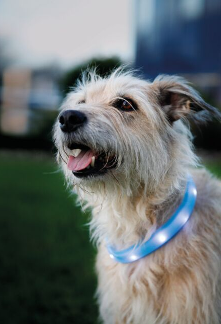 Trixie Flash Light Band USB - Blå