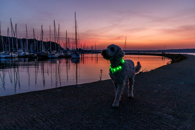 Trixie Flash Light Band USB - Limegrønn
