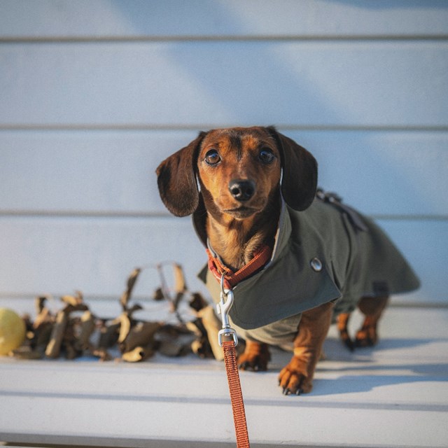 Trixie Hermy Olivengrønn 38 cm