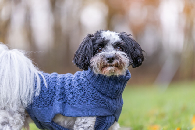Trixie Norwood Pullover Olivgrønn
