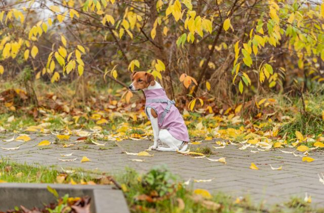 Trixie Pontis Regndekken med integrert sele – Rosa