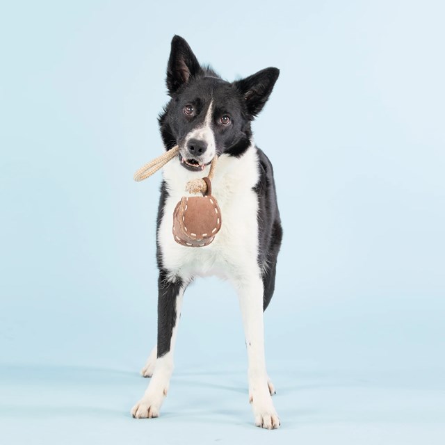 Paikka Ball Tug Toy for Dogs