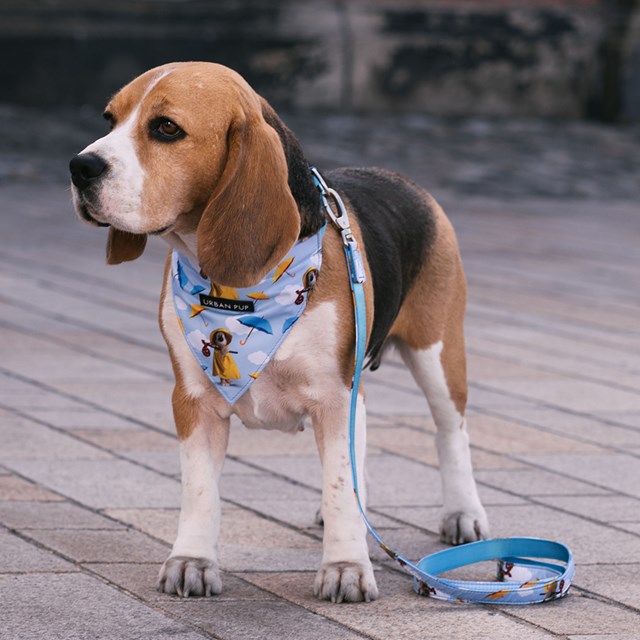 Gromits Bandana - Bandana